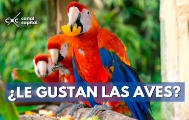 ¿LE-GUSTAN-LAS-AVES-