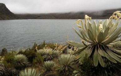 Páramo con cuerpos de agua, rodeado de frailejones