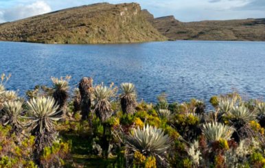 Laguna rodeada de frailejones y montañas