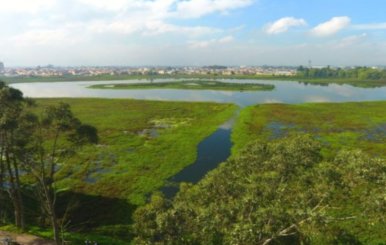 Humedal: una extensión de hierba con una laguna en medio