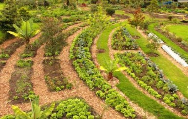 Agricultura