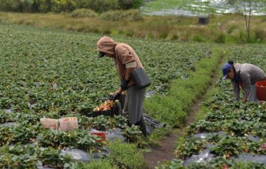 Dos campesinos en medio de un cultivo recogiendo la cosecha