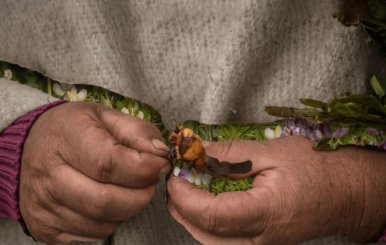 Manos de una campesina