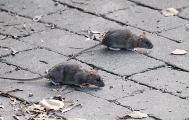 Ratones en Bogotá