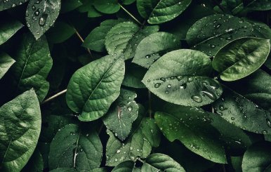 Plantas