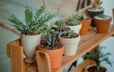 Materas con plantas