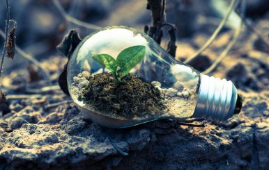 Un bombillo con una planta sembrada en su interior