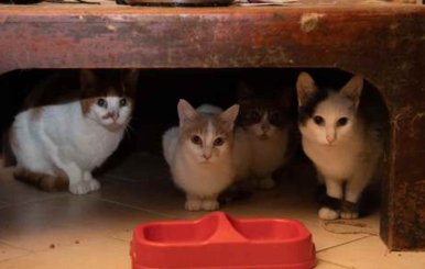 Tres gatos en adopción debajo de una silla 