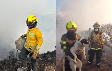 Bomberos rescatando animales en un incendio en el cerro El Cable.