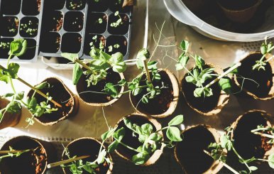 Plantas sembradas encima de una mesa