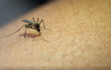 Aumenta el número de casos sospechosos de dengue en Cundinamarca 