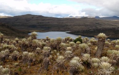 Páramo de Sumapaz 