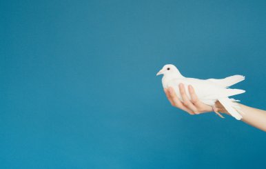 Imagen de una paloma blanca como símbolo de la paz