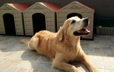 Perro de color amarillo quemado recostado en el piso.