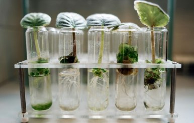 Biotecnología