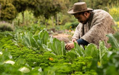 Campesinos Bogotá