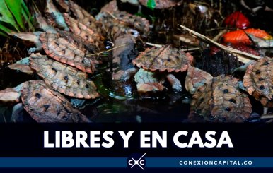 811 tortugas matamata fueron liberadas en los Llanos Orientales