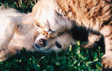 PERROS Y GATOS