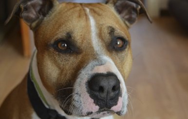 Pitbull - Adopción