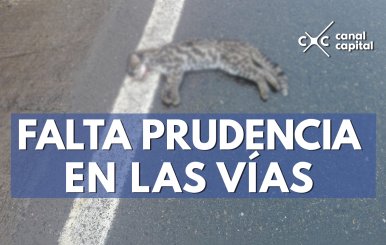 atropellan a tigrillo lanudo