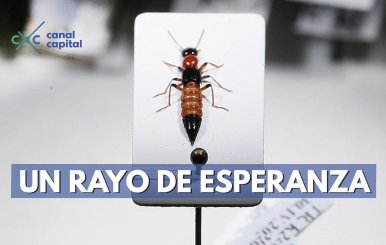 escarabajo-cancer
