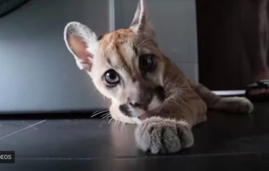 Puma rescatado