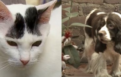 rolo y chata