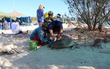 Scientists conduct turtle sampling in the Howick group of islands on the Great Barrier Reef