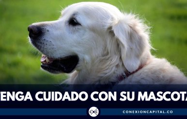 TENGA CUIDADO CON SU MASCOTA