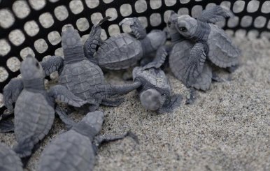 Tortugas