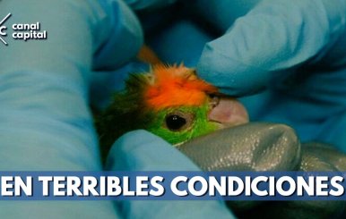 incautan-aves-matratadas