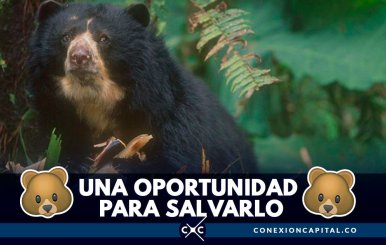 oso-anteojos-suramerica