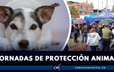 microchips-perros-ciudad-bolivar