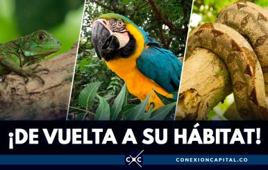 Animales silvestres
