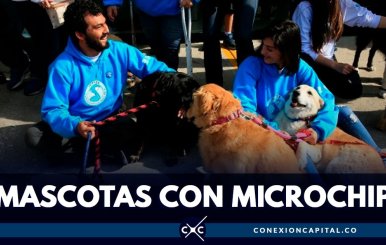 Jornada mascotas