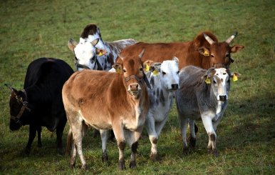 zebu-1860096_960_720