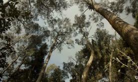 Conservación del verde bogotano Conservación del verde bogotano