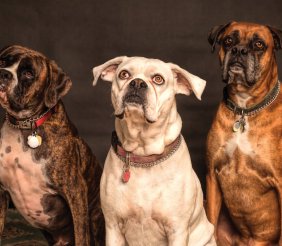 Tres perros sentados, uno al lado del otro 